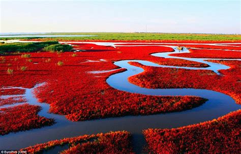  Parque Florestal de Panjin - Um Mar de Ouro e Natureza Espetacular!