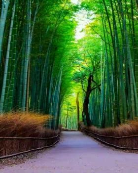  A Floresta de Bambu da Montanha de Qianling: Um mar verde que sussurra histórias ancestrais!