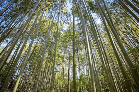  A Floresta de Bambu de Meilin, um Santuário Verde e um Refúgio para a Alma!