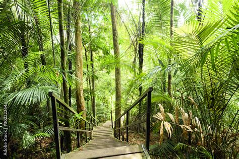  A Taman Negara: Uma Jornada Intrigante Através da Floresta Tropical mais Antiga do Mundo!