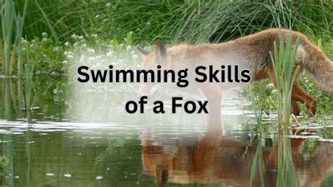 Can Foxes Swim? Exploring the Aquatic Abilities of These Cunning Creatures