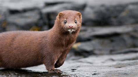 Can Minks Swim? Exploring the Aquatic Abilities of These Fascinating Creatures