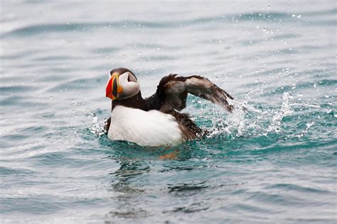 Can Puffins Swim? And Why Do They Wear Tuxedos to Dinner?