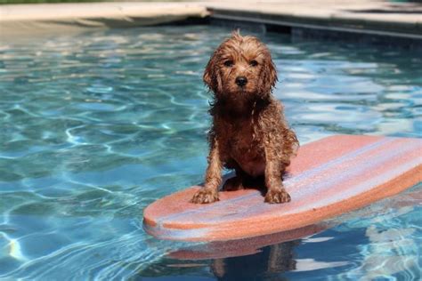 Do Cavapoos Like to Swim? And Why Do They Dream of Flying Fish?