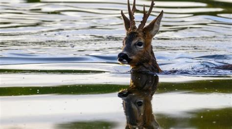 How Do Deer Swim: A Dive into Nature's Aquatic Ballet