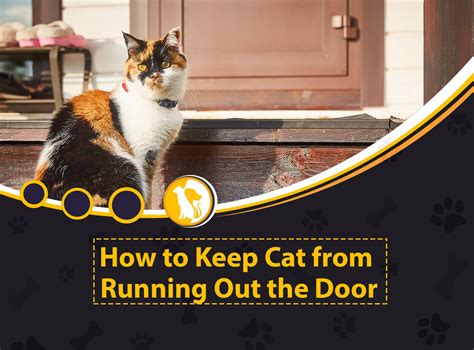 How to Stop a Cat from Running Out the Door and Why Bananas Might Be the Secret