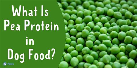 Is Pea Protein Safe for Dogs? And Why Do Cats Love to Judge Them?