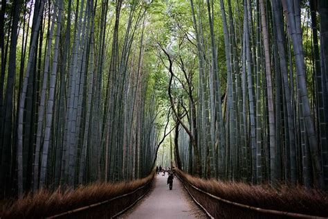  Parque da Floresta de Bambus É Uma Obra-Prima da Natureza que Redefina o Conceito de Paz Interior!