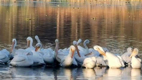 Parque Florestal de Yingtan, um Refúgio Natural e um Santuário para Aves Migratórias!