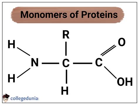 What is a protein monomer called, and how does it dance with the stars?