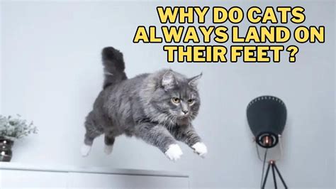 Which Function Would Be Produced by a Horizontal Stretch, and Why Do Cats Always Land on Their Feet?