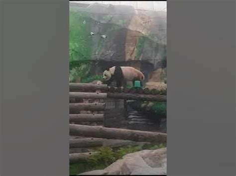  Zoológico de Busan: Uma Aventura Selvagem com Pandas Encantadores!